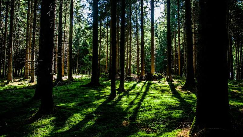 Betrout Bahis Platformu Görseli